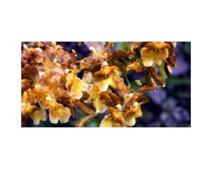 Onomea RF Yellow Flower
